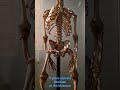 A real human skeleton of a 5 years old #life #museum #shortvideo #shorts #foryou