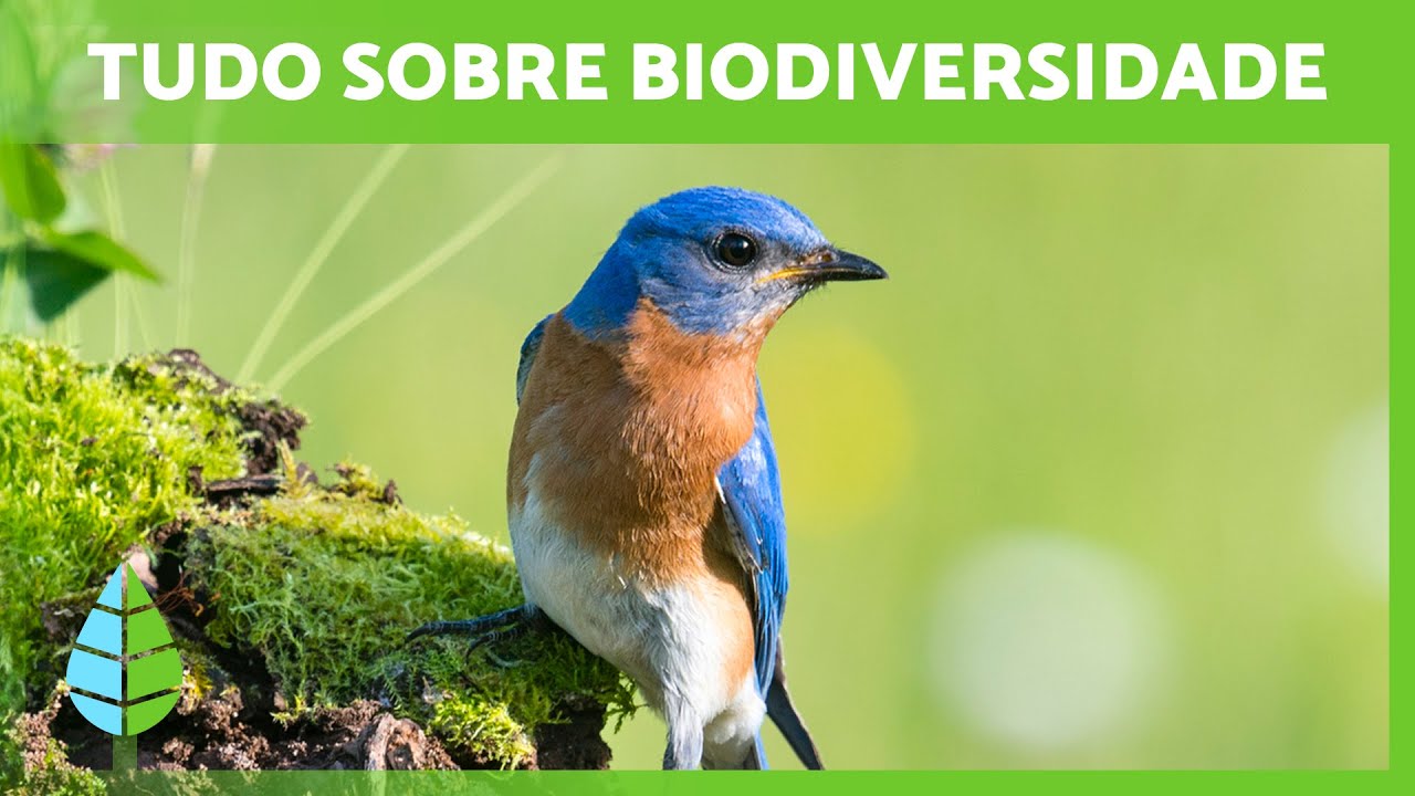 O que é BIODIVERSIDADE e qual a sua IMPORTÂNCIA 🌍🐸🌿