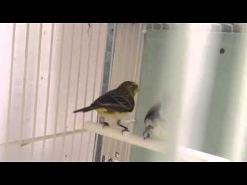 Kanárik bielobruchý (Crithagra dorsostriata) — video o speve a chove