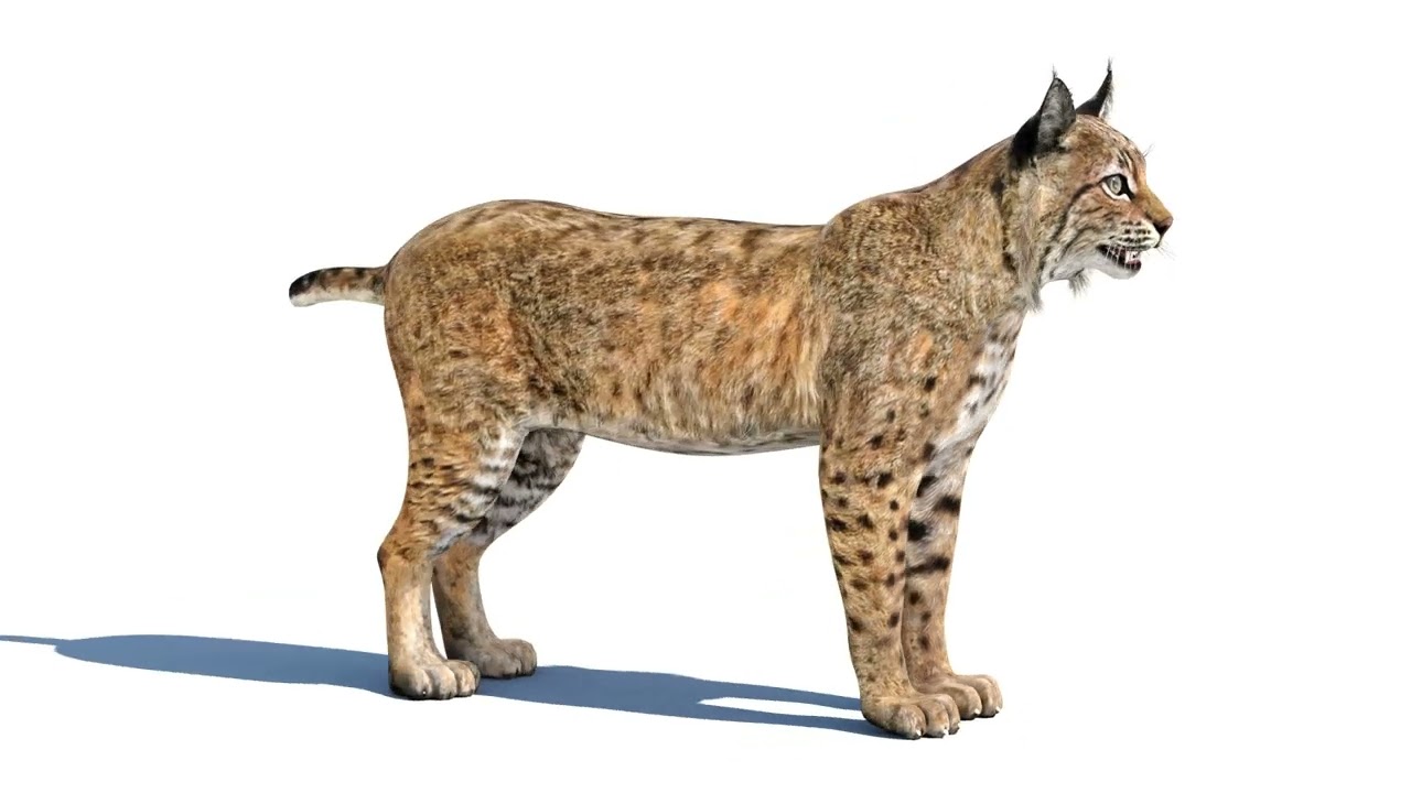 Bobcat Lynx Rufus 3D Model