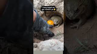 Download lagu YANG KAGET-AN JANGAN NONTON #rurallifeinindonesia #funny #foryou #lucu #kocak #kaget #katak #ngakak mp3 Download lagu YANG KAGET-AN JANGAN NONTON #rurallifeinindonesia #funny #foryou #lucu #kocak #kaget #katak #ngakak mp3