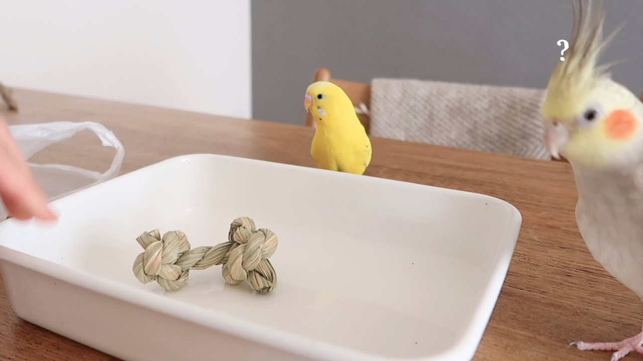 い草のおもちゃとペレット、のんきなお喋り オカメインコとセキセイインコの日常 Cockatiel Budgerigar vlog