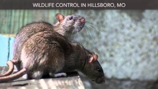 preview picture of video 'Wildlife Control Hillsboro MO Trapper Joe's Nuisance Wildlife Control'