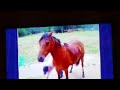 AFV 22 People Falling Off Horses In 29 Seconds On Disney Plus