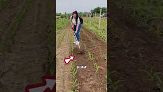 Mata pemotong rumput penggembur tanah #alatpertanian #tipsberkebun #trik #trikpintar