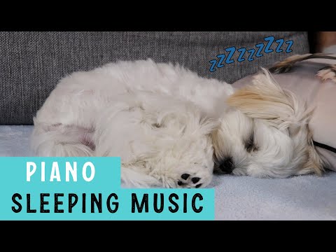 DOG MUSIC FOR SLEEPING 🐶 Relaxing Piano Music 🎵 Cute Maltese Puppy Video Compilation