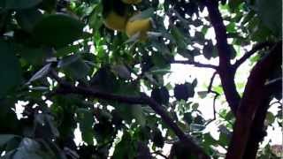 preview picture of video 'Citrus Garden in Bulgaria'