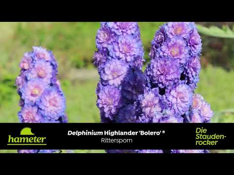 Delphinium Highlander 'Bolero'®  - Rittersporn