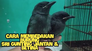 Download lagu Cara Membedakan Burung Srigunting Kelabu Jantan Dan Betina mp3