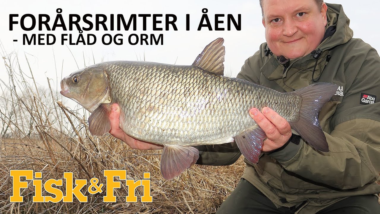 NY VIDEO: FORÅRSRIMTER I ÅEN – MED FLÅD OG ORM