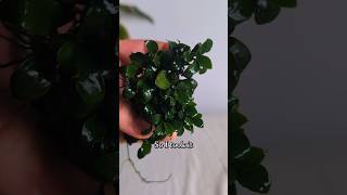 Download lagu 🌱My Anubias Is Out Of Control🌿 mp3