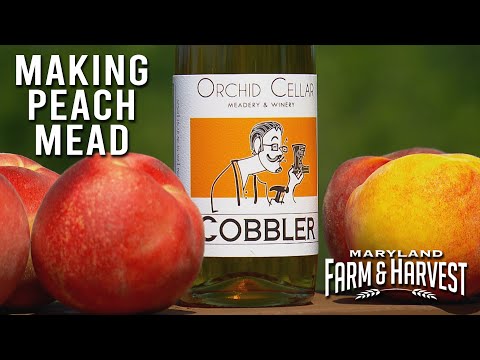 Making Peach Mead | Maryland Farm & Harvest