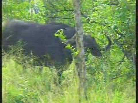 Cape Buffalo