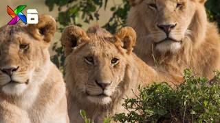 9 Unbelievable Animals That Saved People's Lives