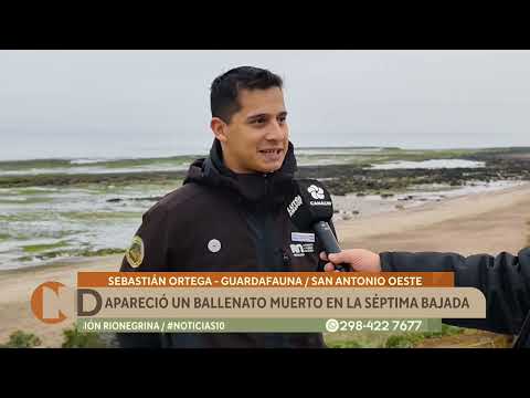 San Antonio Oeste: apareció un ballenato muerto en la Séptima Bajada