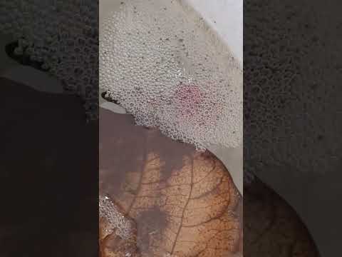 Day 4: Betta frys hatching out of eggs | Full Moon betta