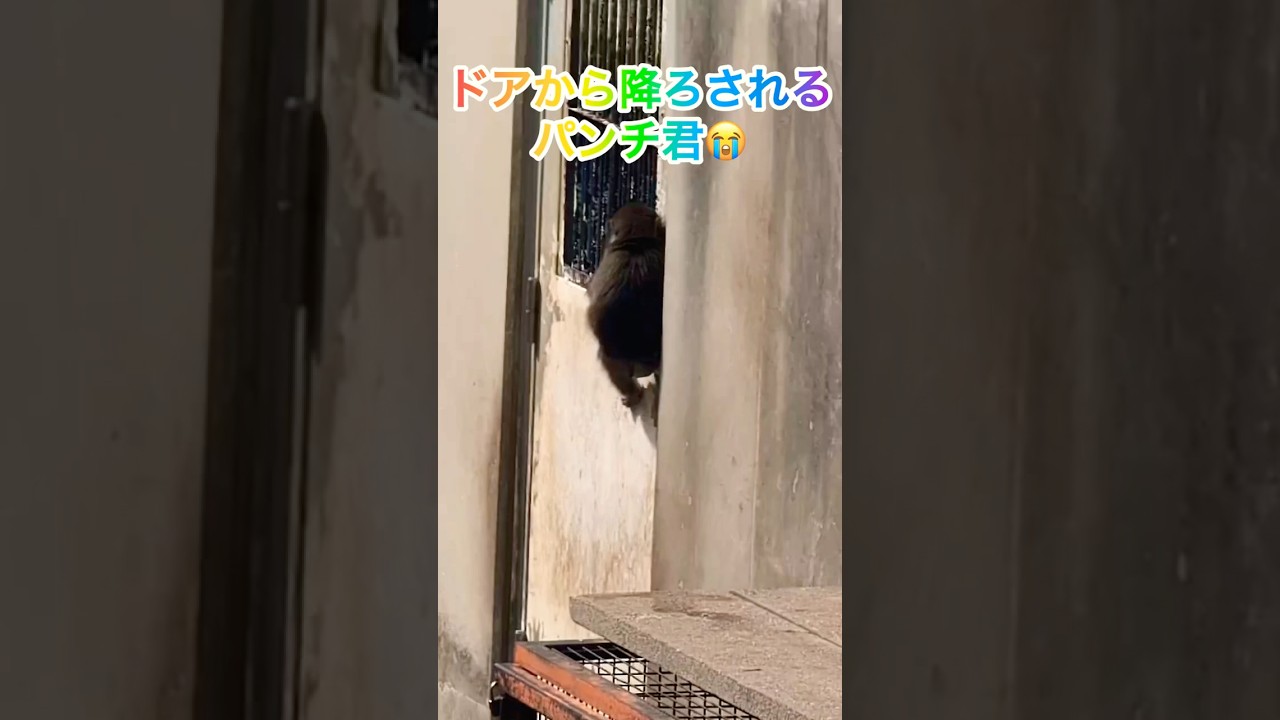 ドアから降ろされるパンチ君😭がんばれパンチ🐵