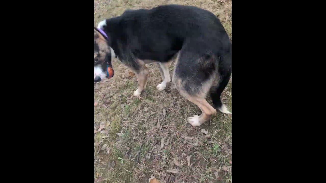 Enlarge Elf, a ADOPTABLE mixed breed in Franklin, TN video 6/6