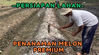 Download lagu Persiapan Tanam Melon Premium di lahan terbuka Pada Musim Hujan mp3