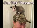 Our Pet Possum