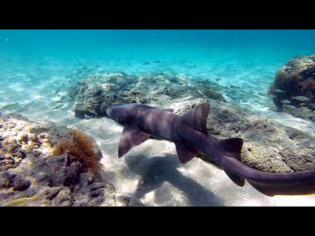 Ocean Inlet Park Snorkeling | Boynton Beach