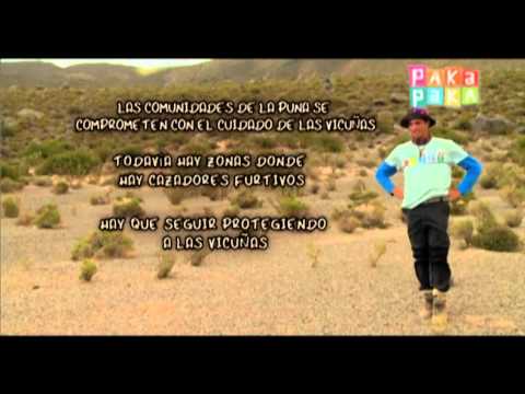 Diario de viaje: Vicuñas - Canal Pakapaka