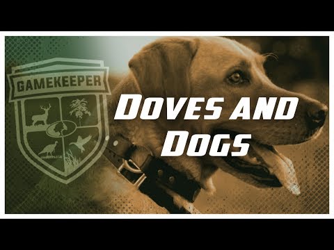 download lagu mp3 mp4 Gamekeepers Dog, download lagu Gamekeepers Dog gratis, unduh video klip Gamekeepers Dog