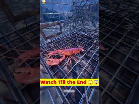 How Lobster Traps Actually Work  #shortsfeed #facts