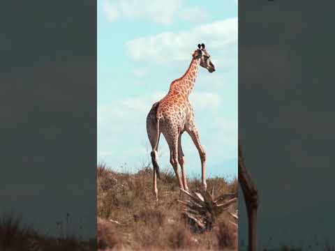 Giraffe in the Open Fields | My Red Giraffe - My Magic Pet  | Cartoons For Kids  #shorts