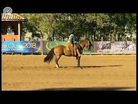 Classificatória Região Norte – 2° lugar machos – Umbú do Infinito (Prova: Bayard/Sarmento)