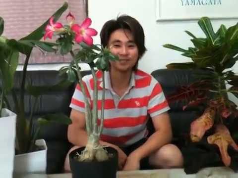 砂漠のバラの越冬に成功