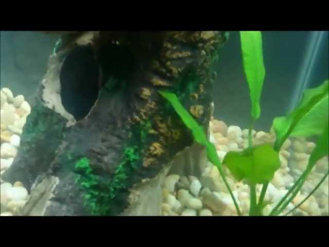 Cool Tropical Fish Tank