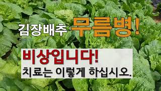 배추 물음병 비상입니다. 치료는 이렇게 하십시오. #주말농장 도시텃밭 김장배추 가꾸기.