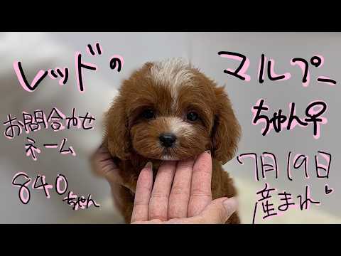YouTube動画のサムネイル