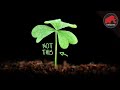 What Is IS NOT A 4 Leaf Clover