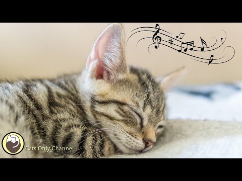 528 Hz Soothing Music for Cats to Relieve Stress and Anxiety (with cat purring sounds)