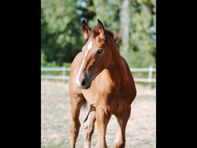 M&acirc;le SF 1 an origines : Chacco Blue - Quick Star