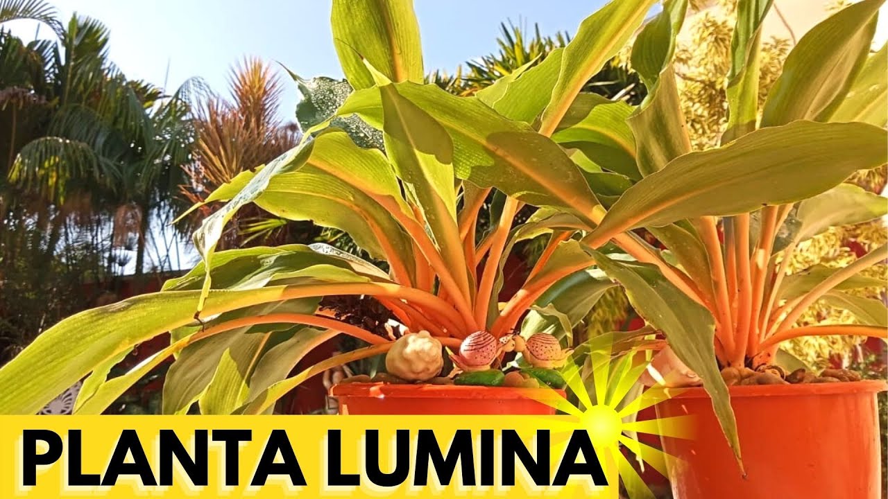 Planta LUMINA / JARDIM iluminado / Dicas de CULTIVO