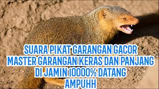 Download lagu Audio Suara pikat garangan untuk berburu gacor  MP3 keras dan panjang mp3
