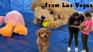 They come from NV| pick up day 家长从内华达州拉斯维加斯来德州接小狗回新家