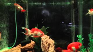Ka's fantail