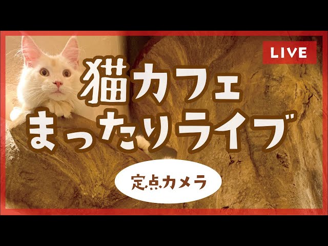 株式会社ねこのてカンパニー(Cat Cafeてまりのおうち)