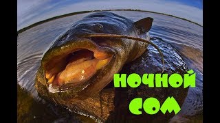 Чем ловить сома на реке дон