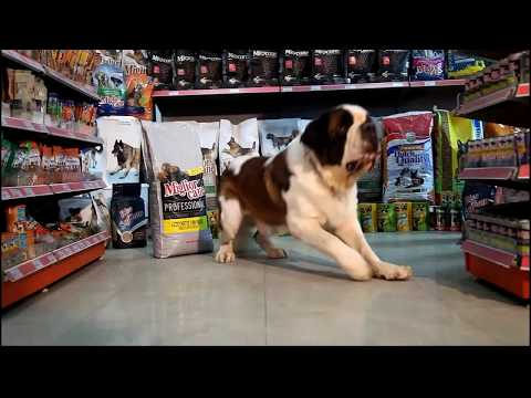 Delight your pets with 7pets