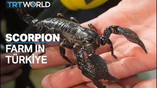 Scorpions milked for their expensive venom