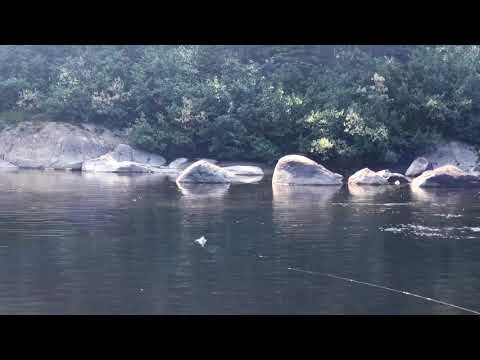 Dry Fly Atlantic Salmon - Flowers River Labrador
