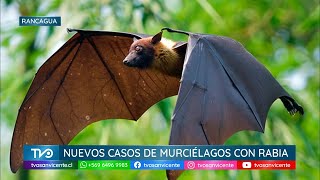 Seremi de Salud reporta 4 casos de murciélagos con Rabia en varias comunas de O’Higgins