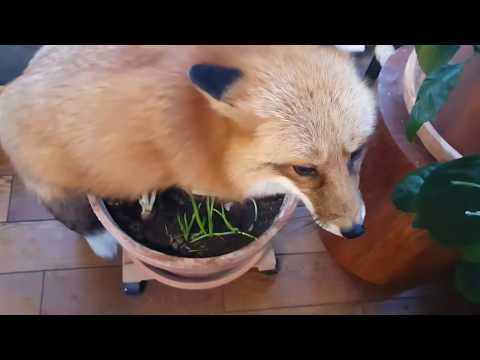 ЛИ СЯО. Алиса - Лиса. Смешные моменты. ч1