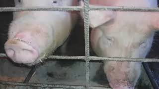 Как правильно откармливать поросят на мясо