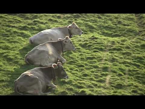 Mucche ..adorabili mucche del monte Generoso